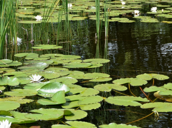 00037_Sommer am See_Monika Giehlow.jpg